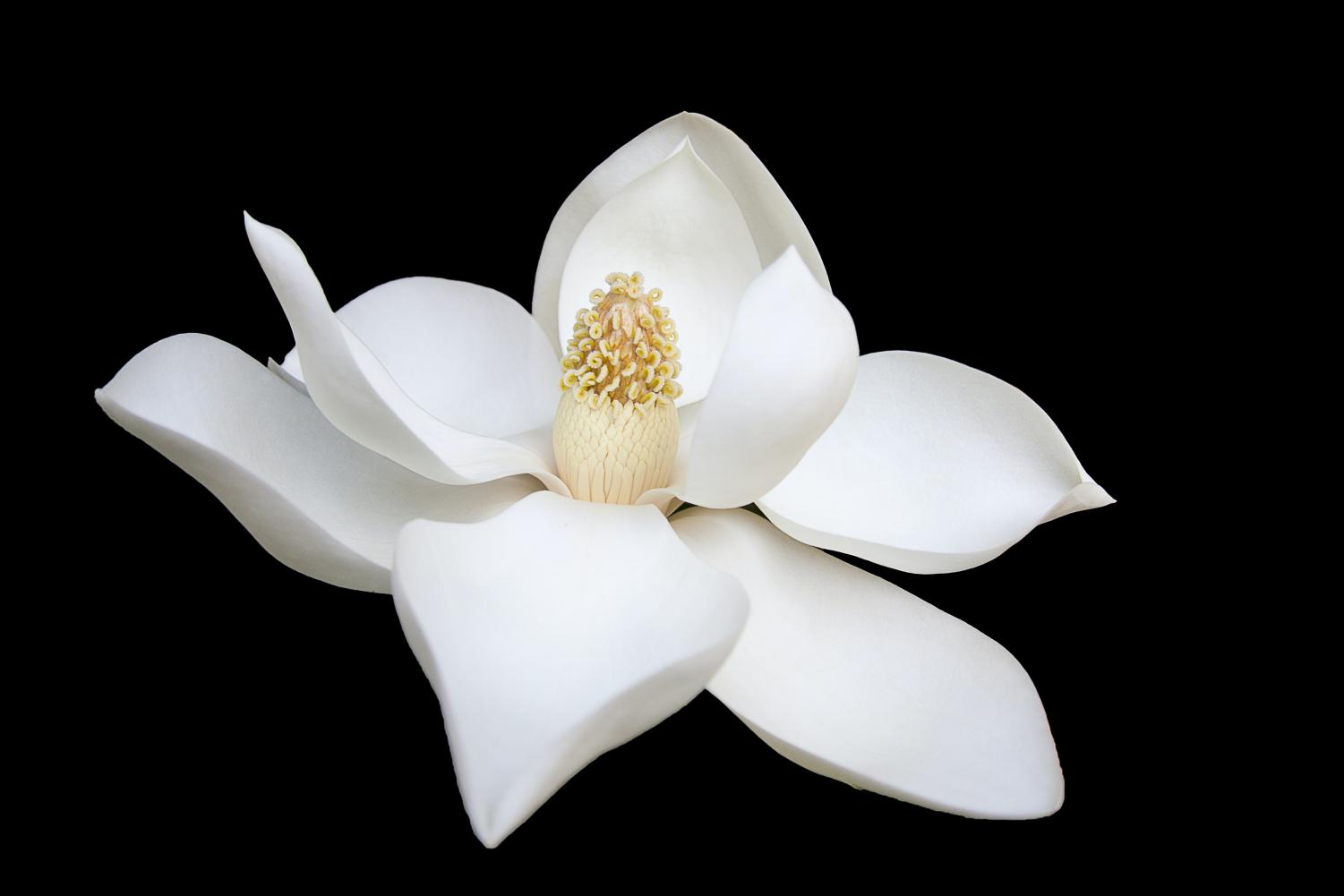 purity-culture